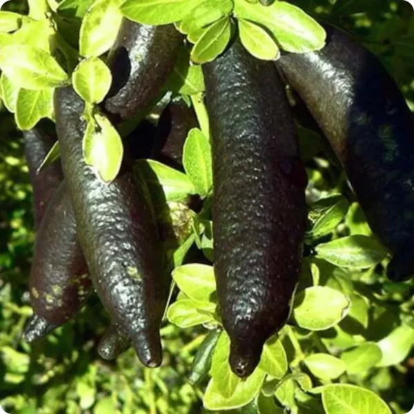 citron caviar verts foncés dans la foret