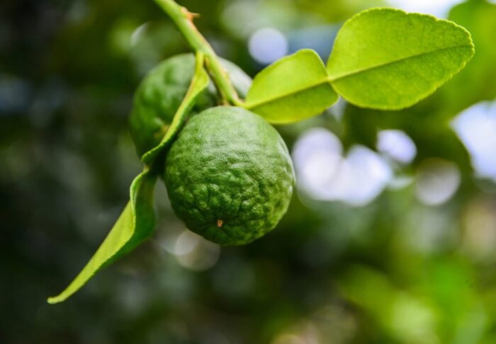 Graines de Combava - Citron Kaffir (Citrus hystrix )