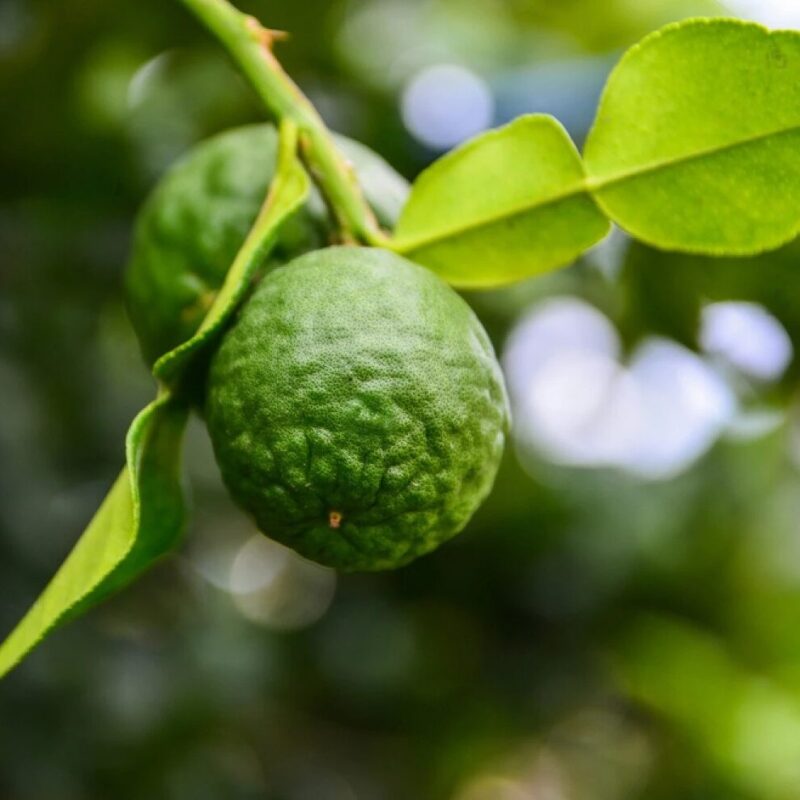 Graines de Combava - Citron Kaffir (Citrus hystrix )