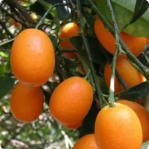 citrons kumquat avec feuilles