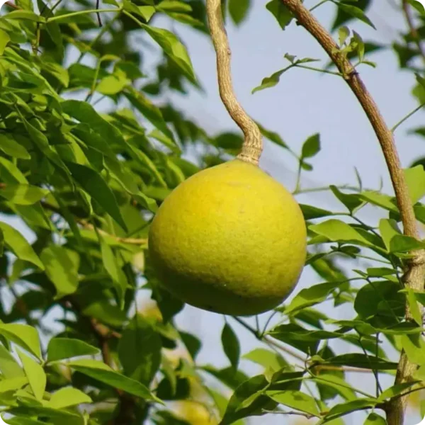 fruit de bael sur son arbre