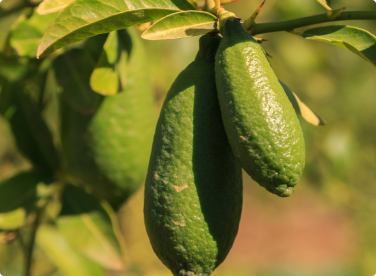 citrons caviar verts et longs sur un arbre