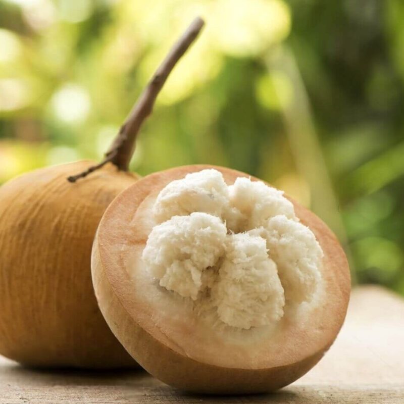 Graines de Santol (Sandoricum koetjape)