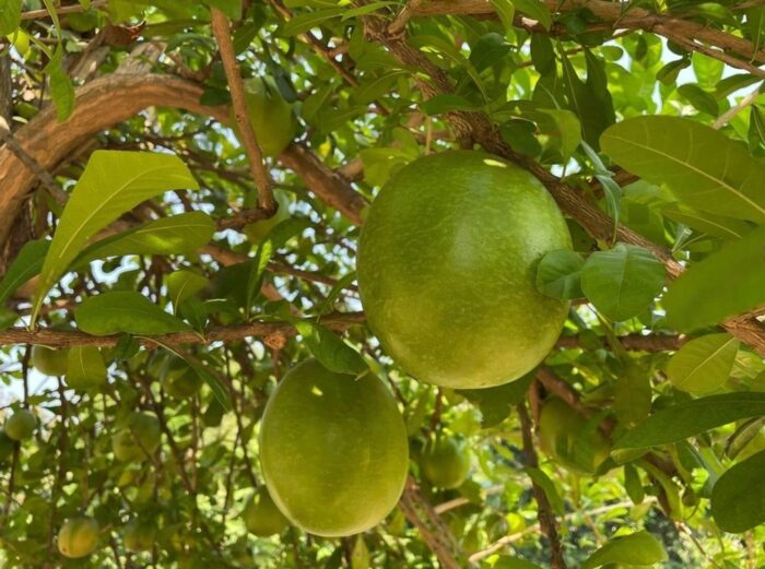 Graines de Bael (Aegle marmelos)