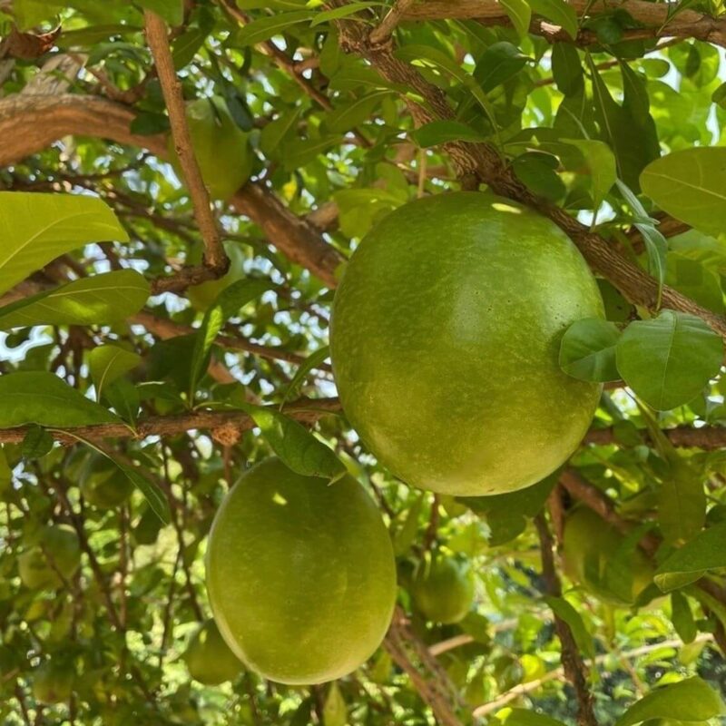 Graines de Bael (Aegle marmelos)