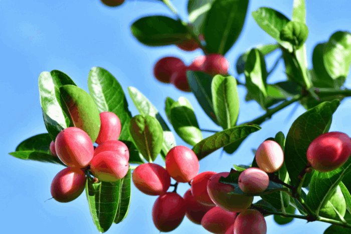 Graines de Fruit ou Baie du Miracle (Synsepalum dulcificum)