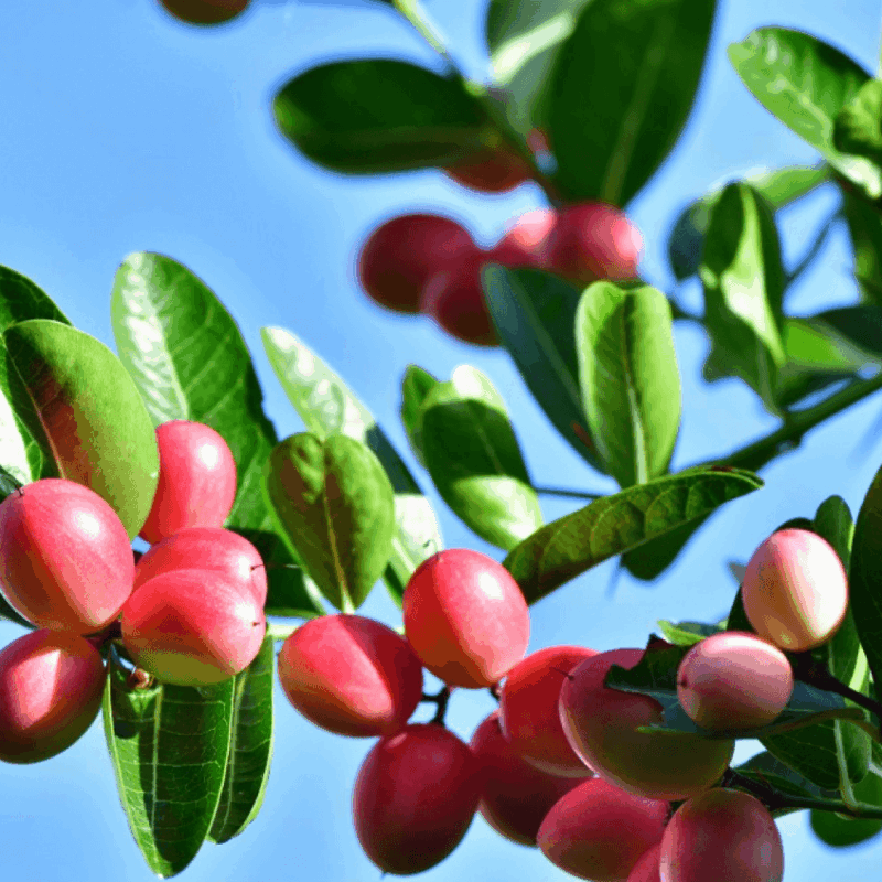 Graines de Fruit ou Baie du Miracle (Synsepalum dulcificum)