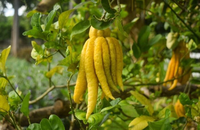 Graines de main de Bouddha (Citrus sarcodactylis)