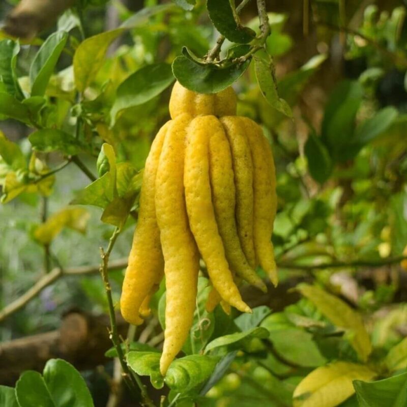 Graines de main de Bouddha (Citrus sarcodactylis)