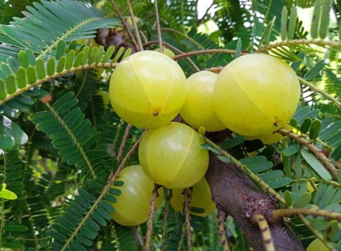 Graines d'Amla (Phyllanthus emblica)