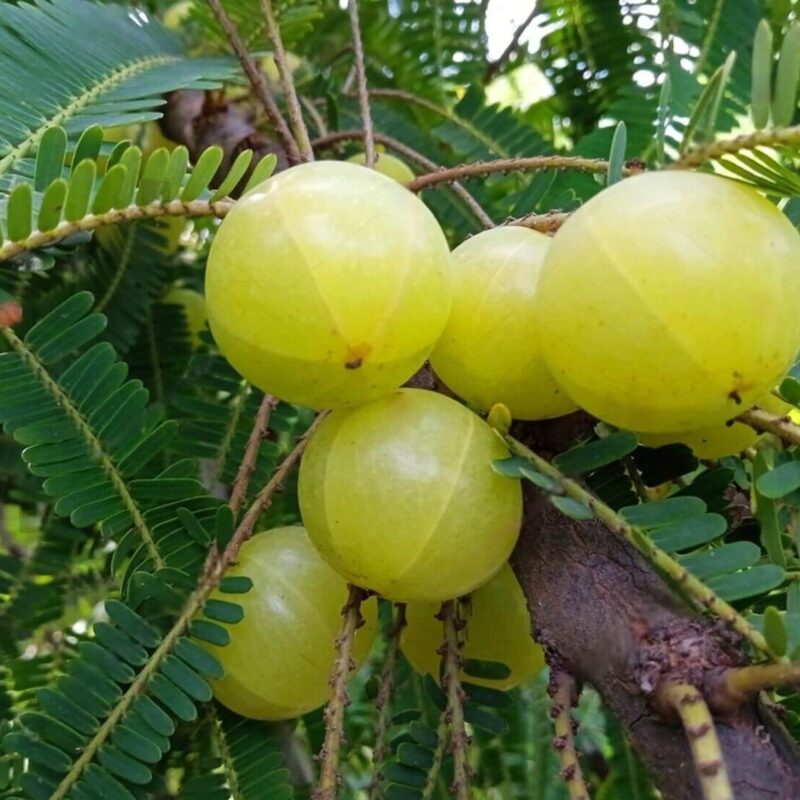 Graines d'Amla (Phyllanthus emblica)