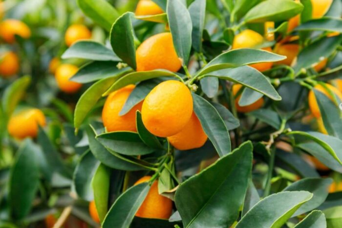 Graines de Kumquat (Fortunella margarita)