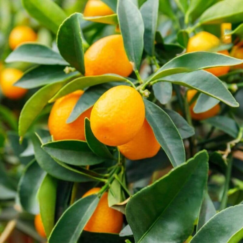 Graines de Kumquat (Fortunella margarita)